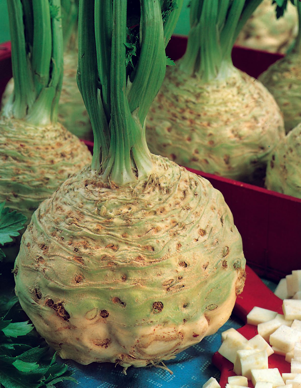 Visuel   Celeriac