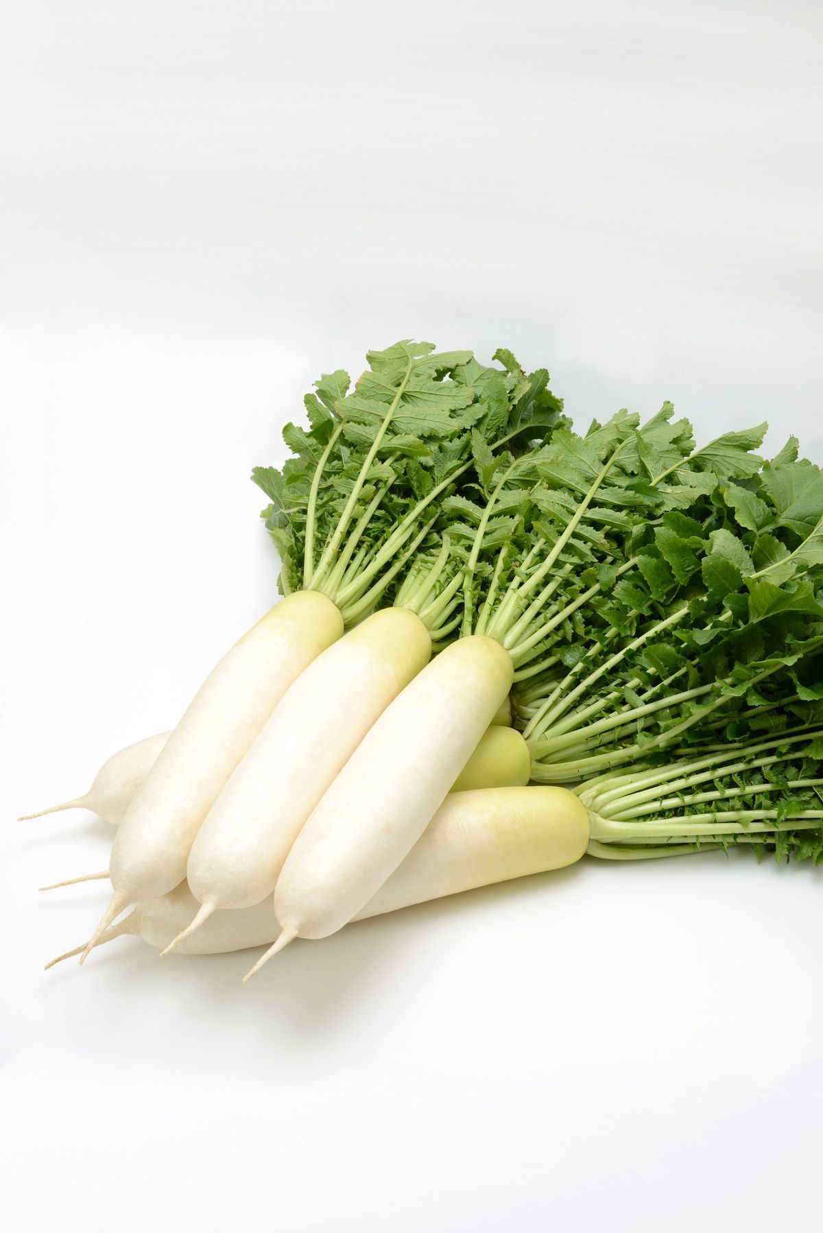 Visuel Daikon radish