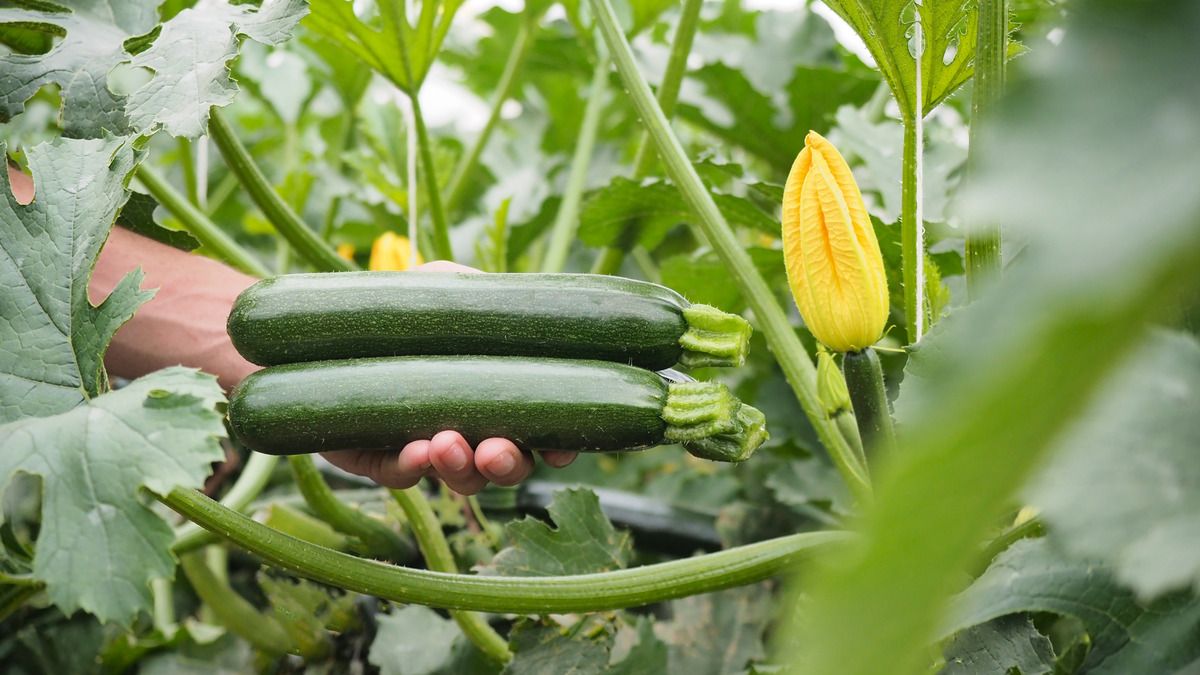 Visuel Courgette d'été