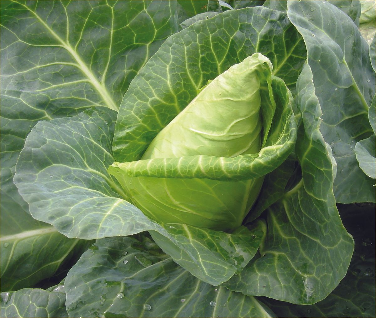 Visuel Cabbage