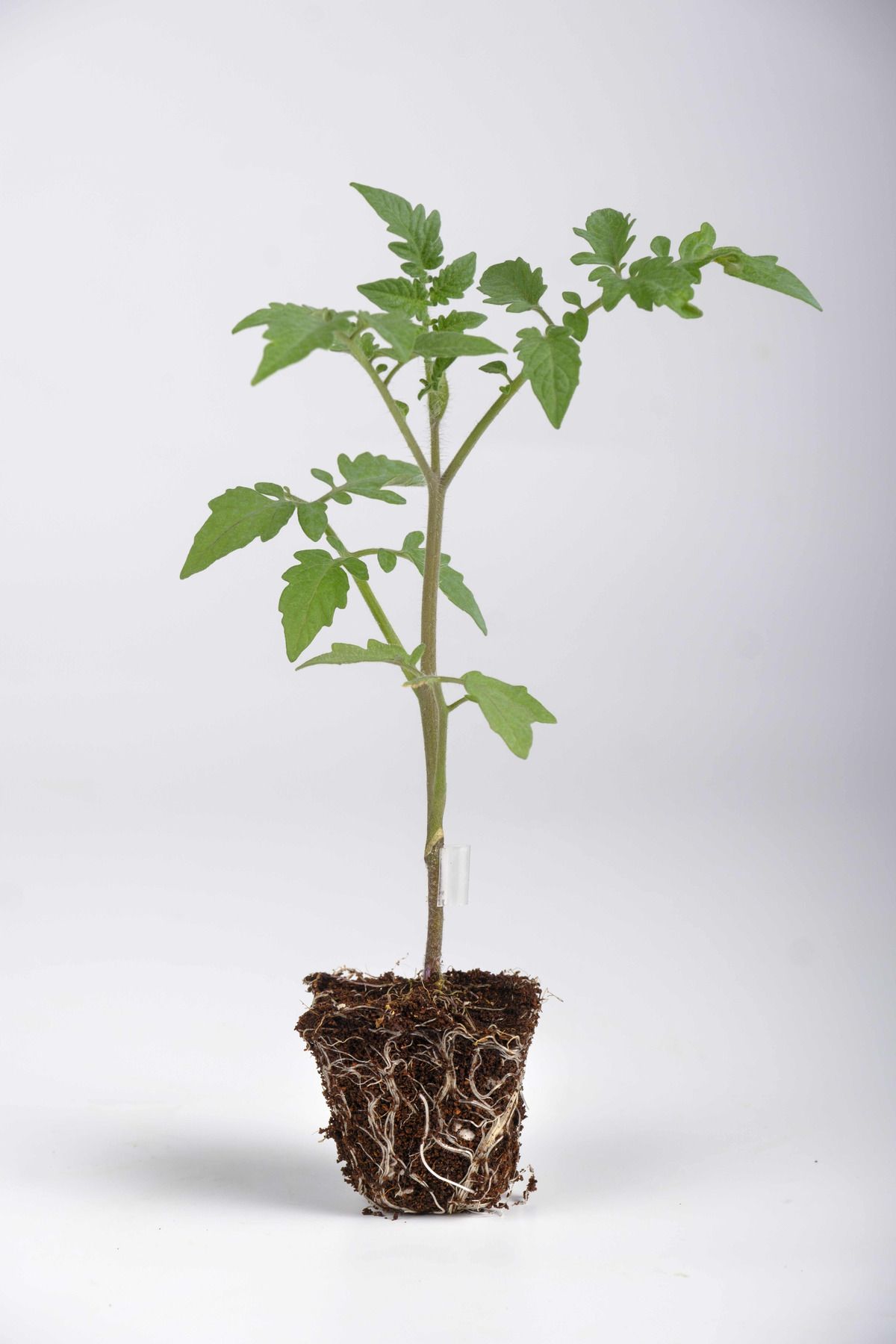 Visuel Rootstock tomato