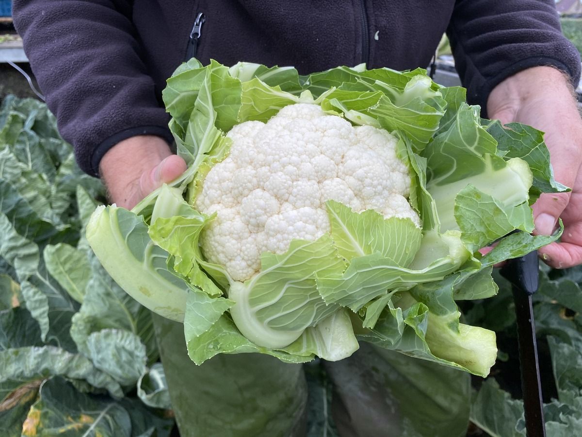 Visuel Cauliflower