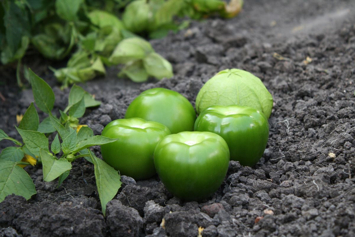 Visuel Tomatille