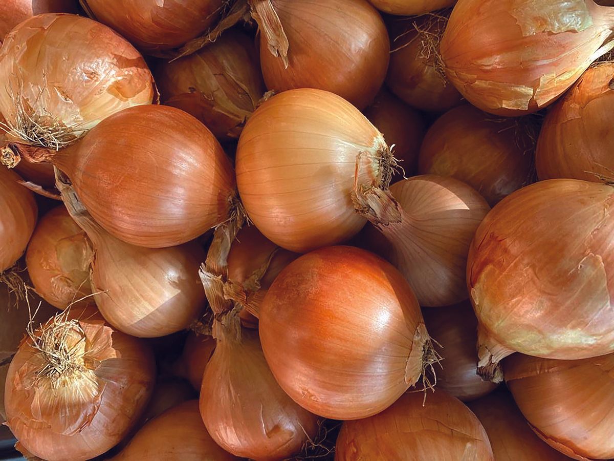 Visuel Onion